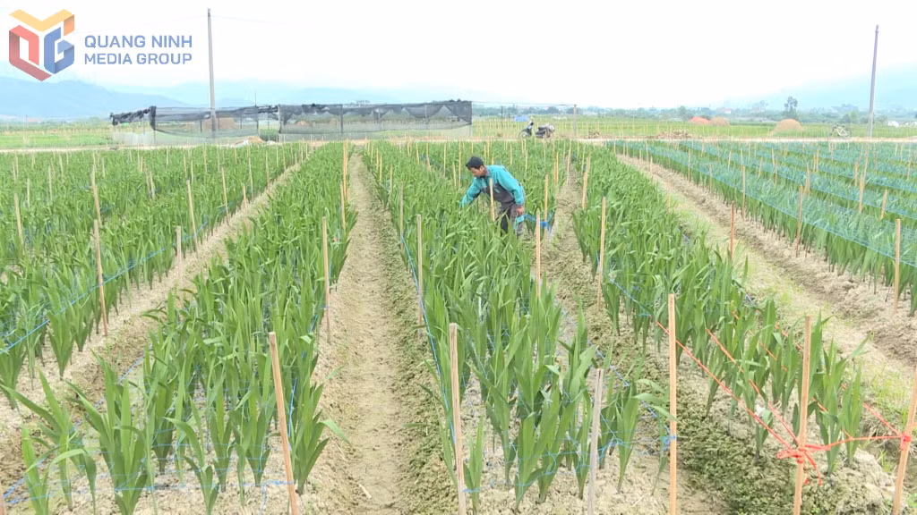 Anh Nguyễn Đức Mịch đang chăm sóc cho 17 sào hoa dơn để kịp cung ứng thị trường dịp tết nguyên đán Bính Ngọ.