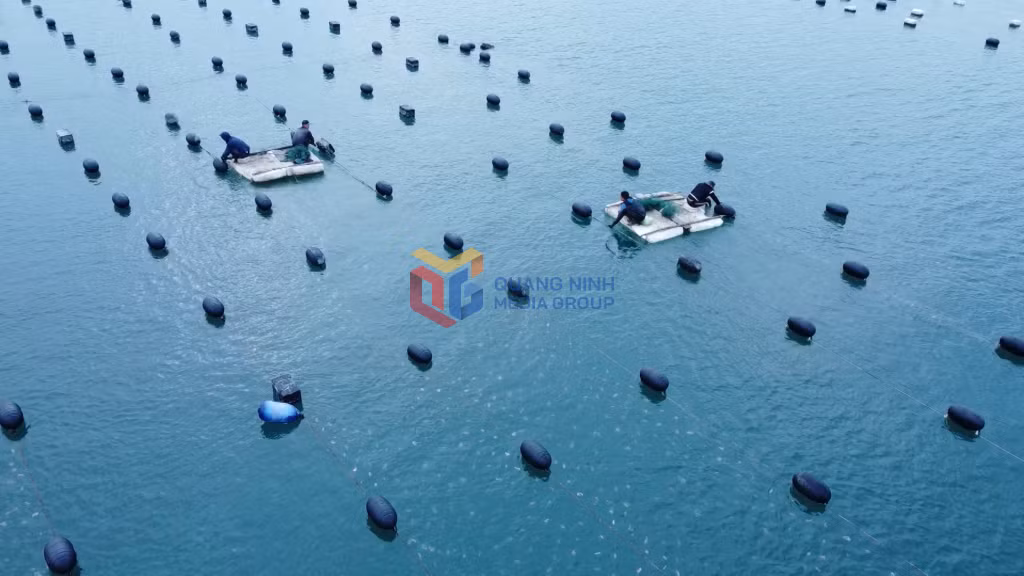 Kết thúc năm 2025,tổng diện tích nuôi trồng thủy sản của Đặc khu Vân Đồn đạt trên 10.800 ha.