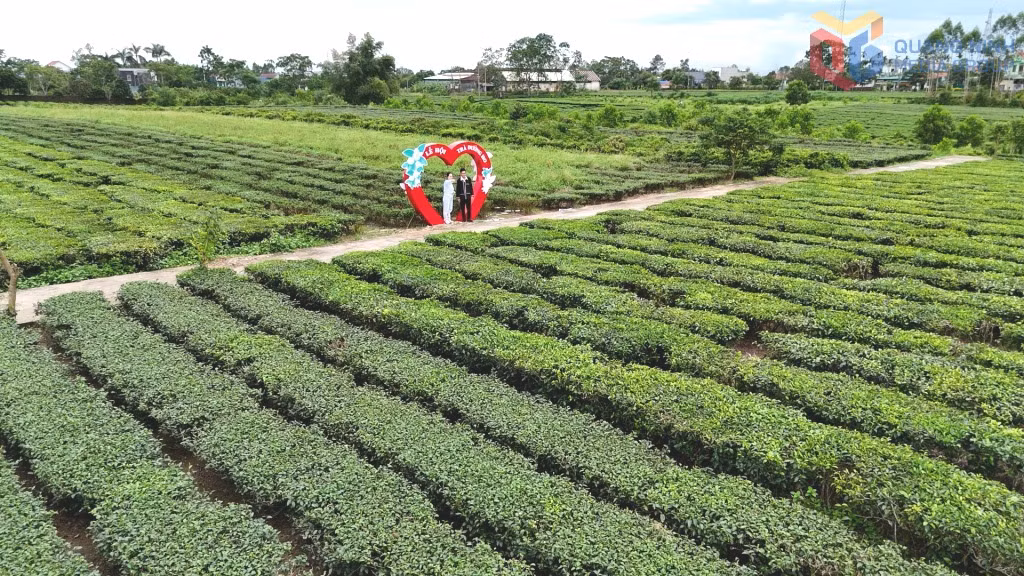 Đồi chè xã Đường Hoa tạo điểm nhấn cho du lịch nông nghiệp, nông thôn.