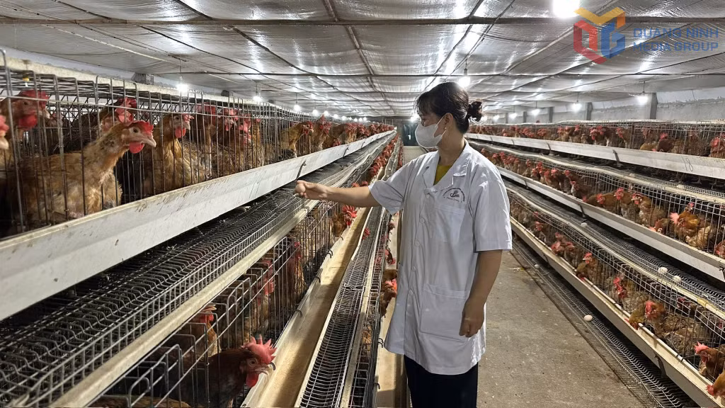 Nuôi gà quy mô lớn tại thôn Đồng Mộc, xã Đông Ngũ mang lại thu nhập kinh tế cao cho người dân.
