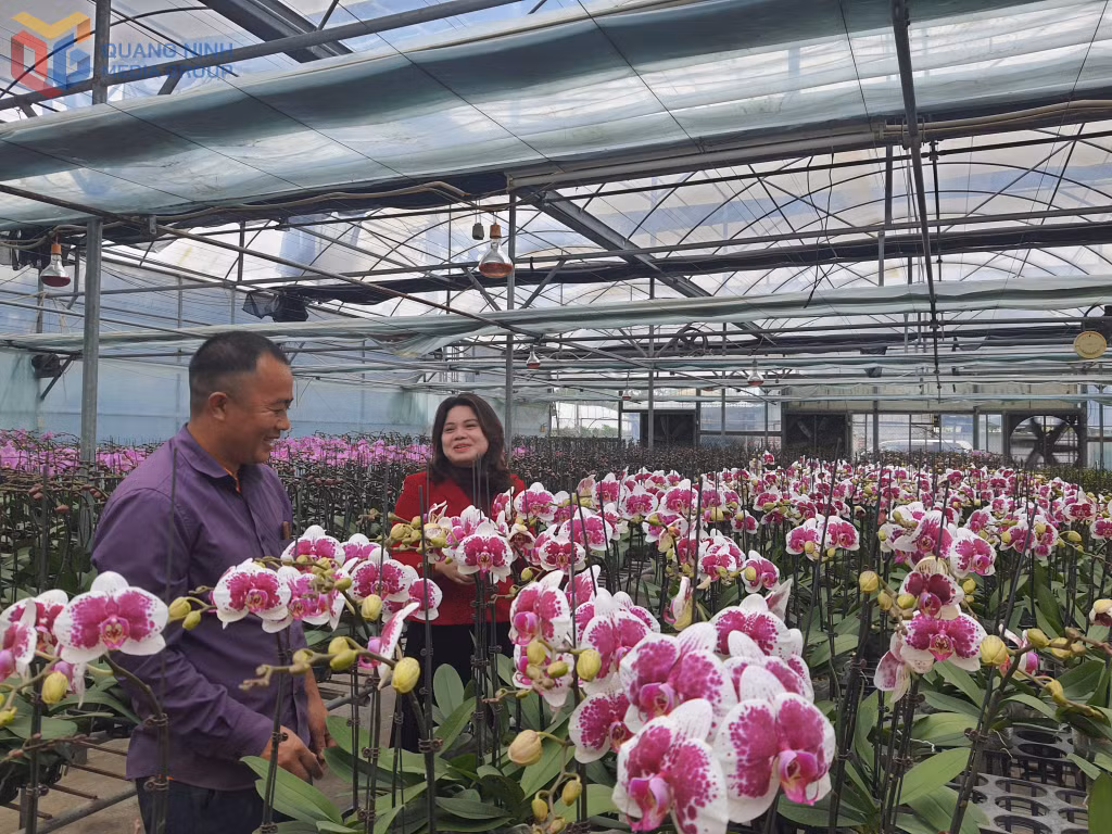 Người dân phường Hoành Bồ chuẩn bị cho vụ hoa tết 2026.