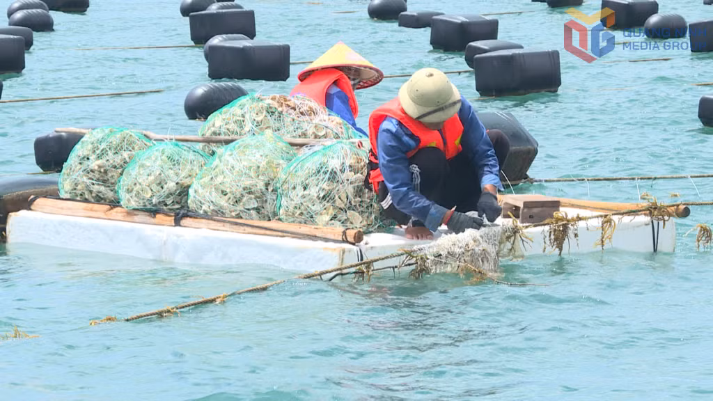Mô hình nuôi rong sụn kết hợp với nuôi nhuyễn thể được Tập đoàn STP triển khai tại Minh Châu.