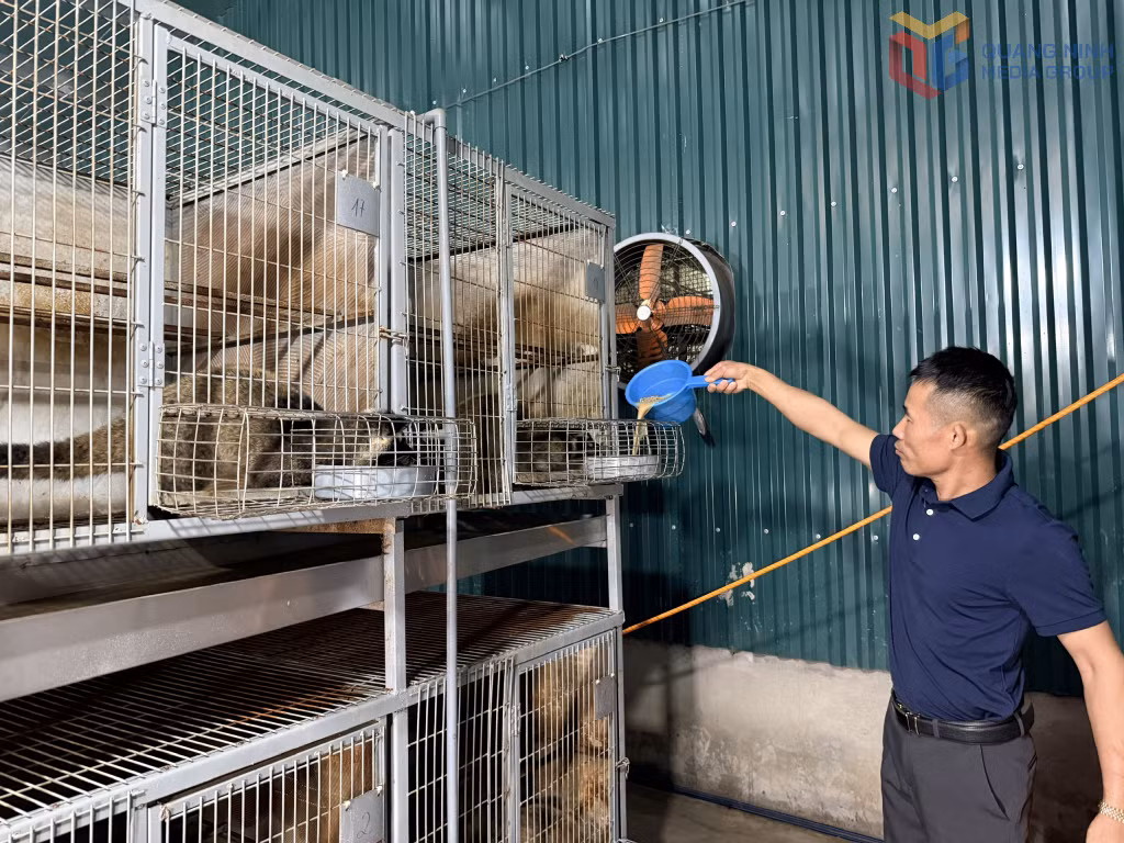 Anh Đỗ Hùng Đon, khu Sông Khoai 8, phường Hiệp Hoà chăm sóc chồn vòi mốc. 