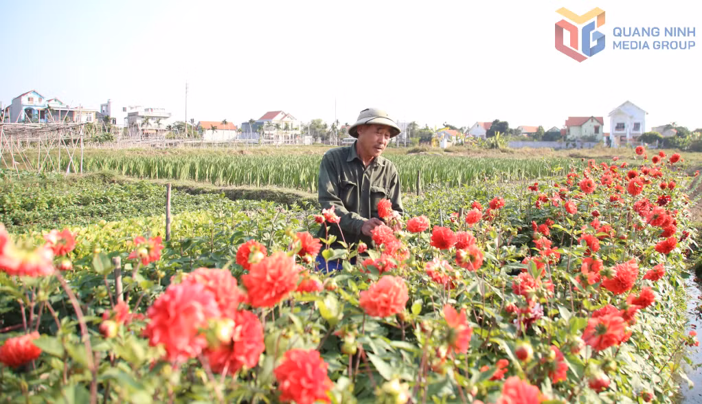 Nông dân Quảng Yên chăm sóc vụ hoa Tết.