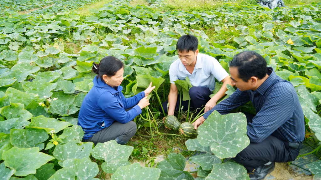 Cán bộ Hội Nông dân xã Vũ Oai (TP Hạ Long) hướng dẫn hội viên trồng bí đỏ để tạo thêm việc làm, nâng cao thu nhập.
