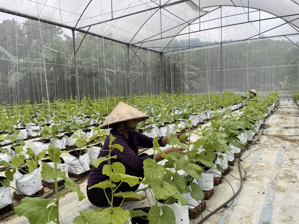 Nông dân Đầm Hà trồng dưa trong nhà màng cho hiệu quả kinh tế cao.