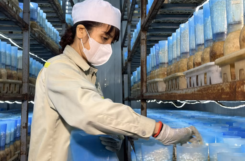 Nhân viên Công ty TNHH Long Hải kiểm tra tốc độ sinh trưởng của nấm.