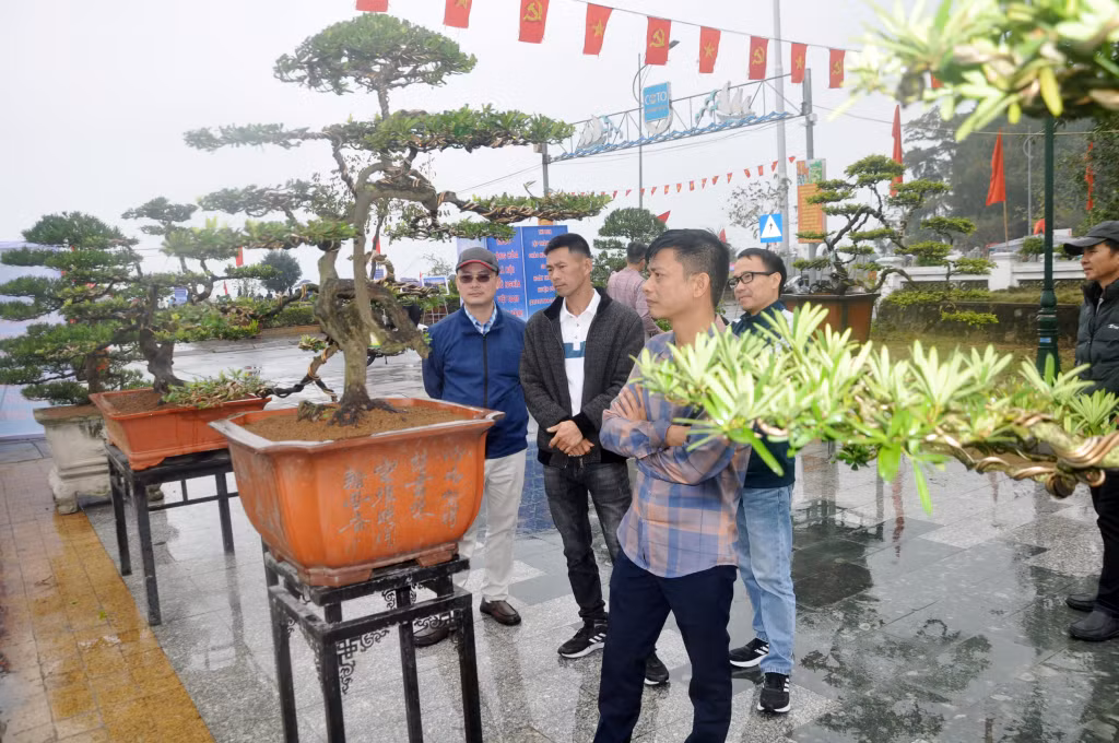 Du khách chiêm ngưỡng Tùng Cô Tô - loại cây bản địa, là thương hiệu riêng đã được chứng nhận đăng ký nhãn hiệu của Cô Tô.