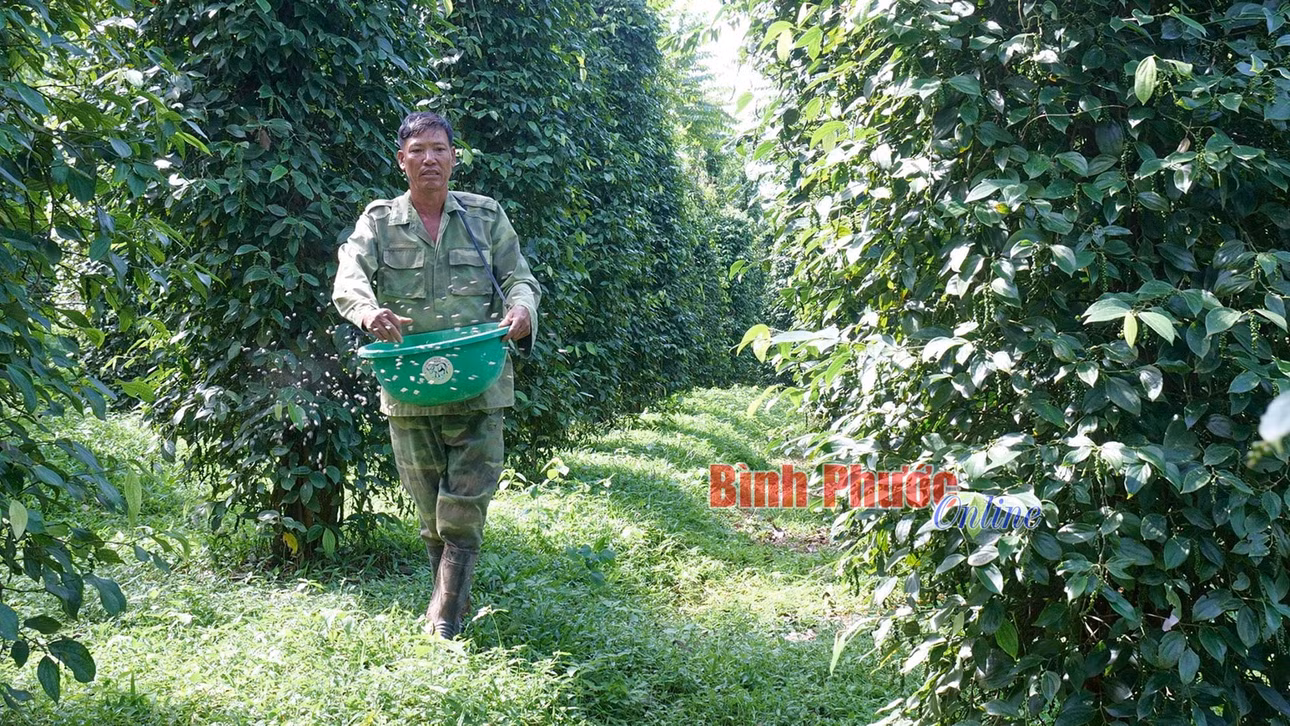 Cây tiêu - một trong 4 loại cây trồng chủ lực của tỉnh Bình Phước có tên trong Đề án 431