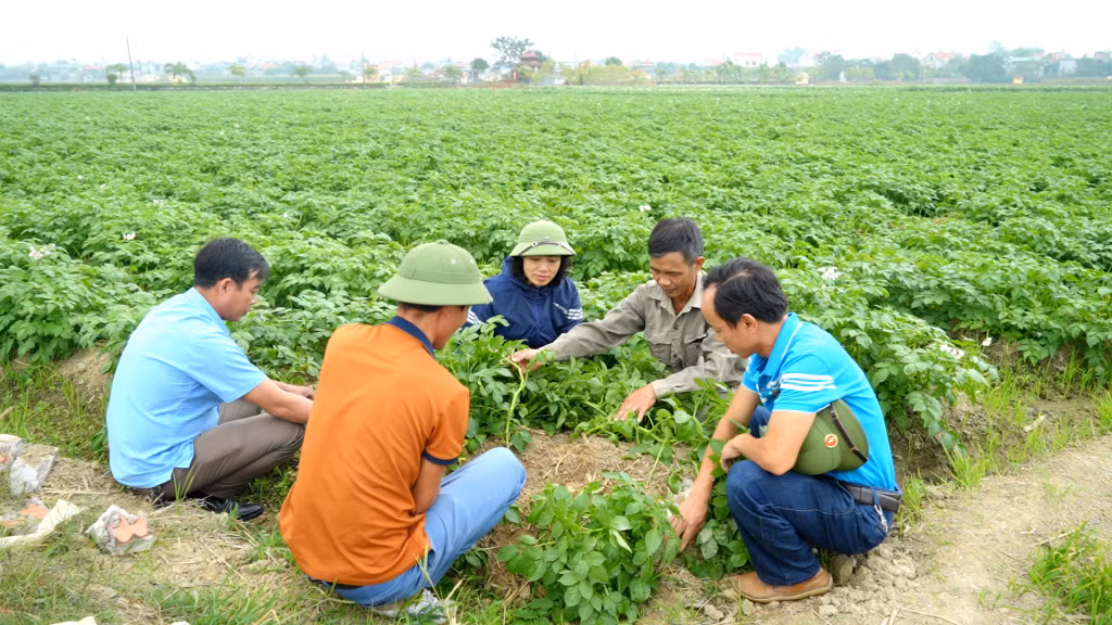 Hội Nông dân xã Bình Dương (TX Đông Triều) tổ chức hướng dẫn kỹ thuật trồng, chăm sóc khoai tây Atlantic cho hội viên.