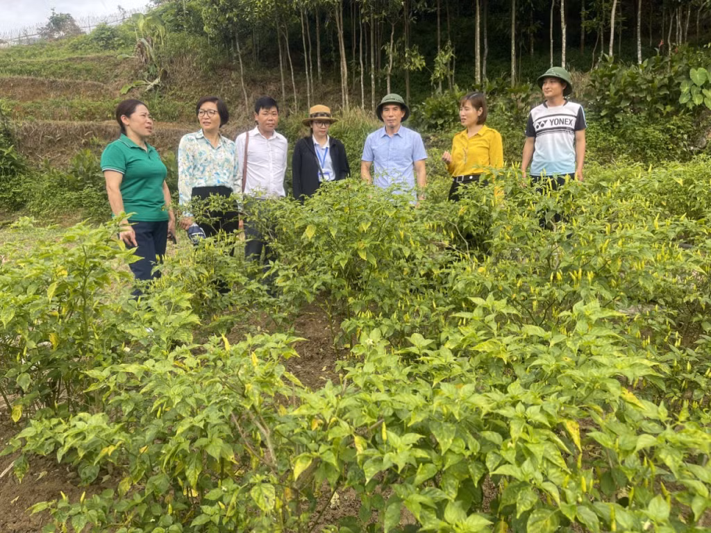 Mô hình trồng ớt chào mào của HND xã Đại Dực (huyện Tiên Yên) được nhiều địa phương tổ chức đến tham quan, học hỏi kinh nghiệm.