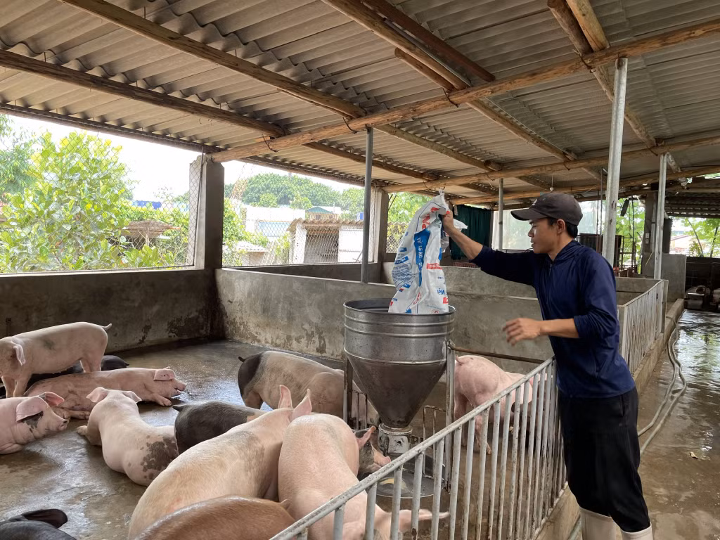 Anh Hoàng Văn Bình, xã Hải Xuân, TP Móng Cái nâng cao thu nhập từ chăn nuôi lợn.