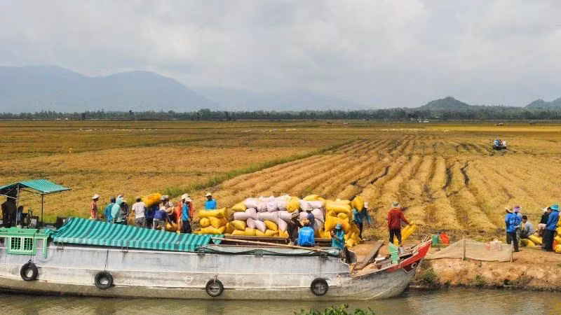 Nông dân An Giang thu hoạch lúa đông xuân 2023-2024.