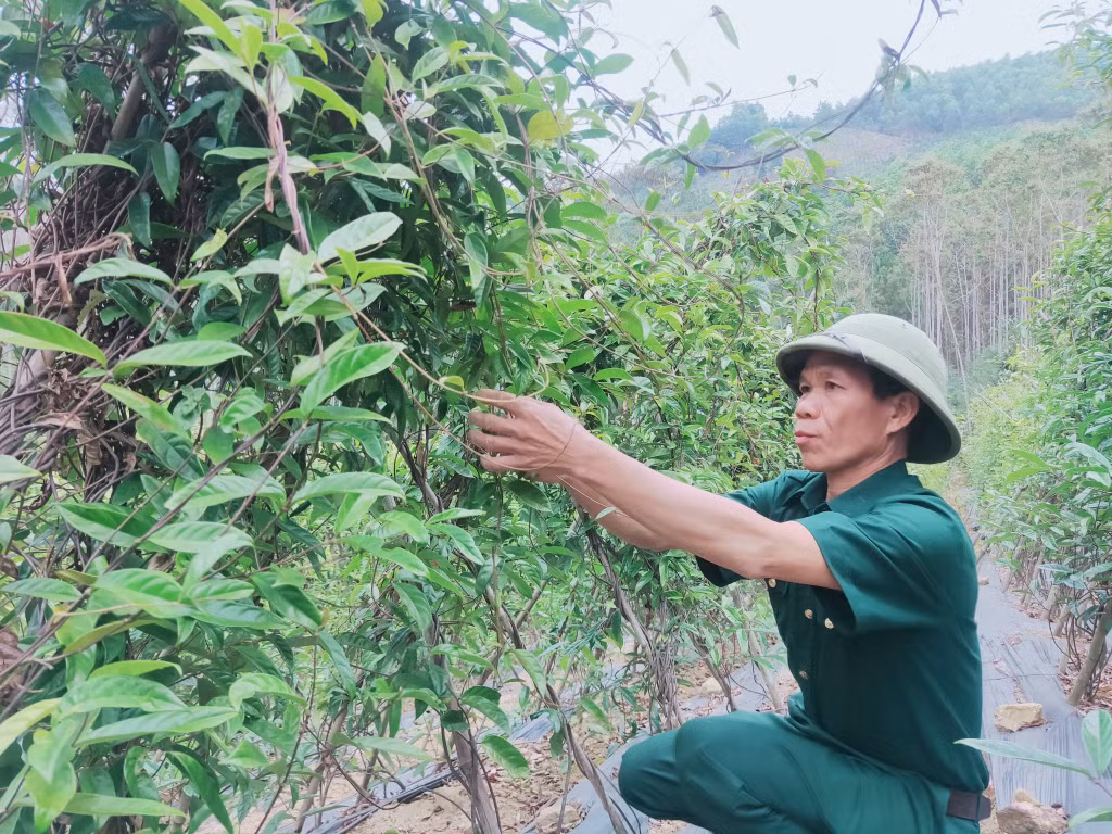 Nhiều cựu chiến binh phát huy phẩm chất 