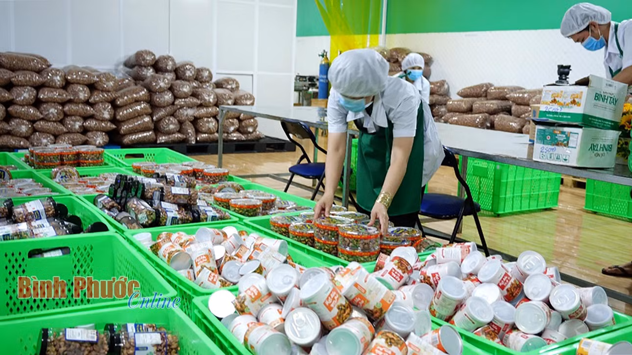 Năm 2023, xuất khẩu hạt điều đem về cho tỉnh 1 tỷ 180 triệu USD. Trong ảnh: Công đoạn đóng gói sản phẩm điều tại Công ty TNHH Vinahe, TX. Phước Long