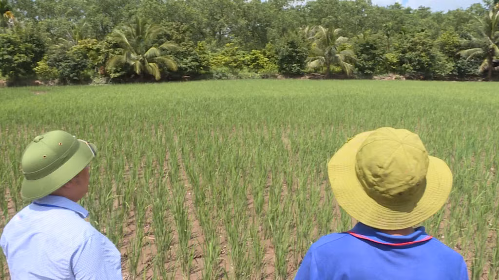 Chân ruộng lúa - rươi - cáy cho giá trị cao ở phường Phương Nam, TP Uông Bí.