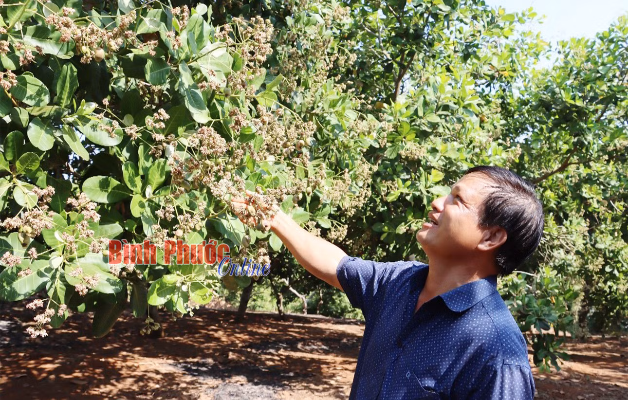 Thời tiết thuận lợi, vườn điều của hộ ông Hoàng Văn Bách cũng kỳ vọng cho vụ mùa bội thu