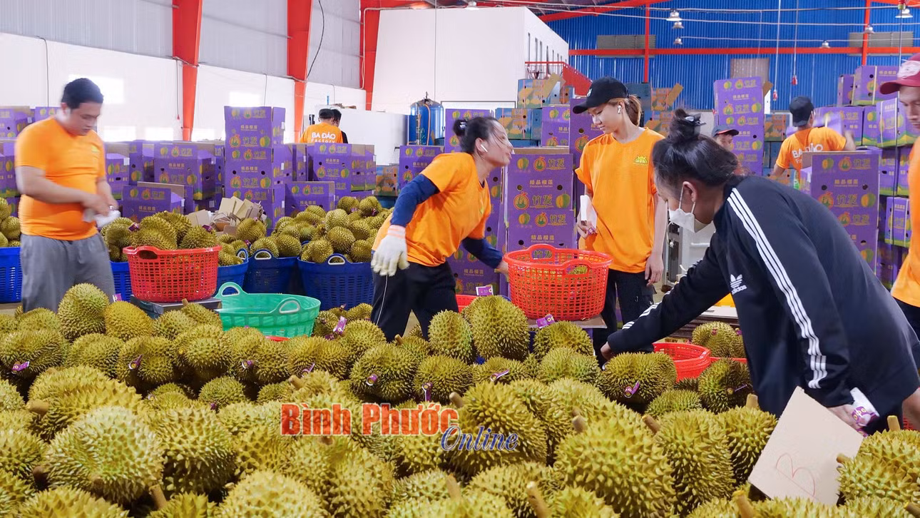 Công nhân Công ty TNHH MTV Ba Đảo phân loại sầu riêng tươi xuất khẩu chính ngạch sang thị trường Trung Quốc