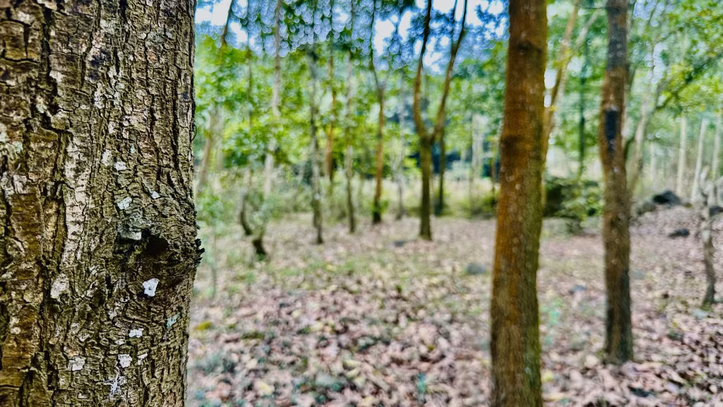 Keo lai và keo lá tràm cũng là cây trồng phù hợp nhất với các bãi thải của Công ty CP Than Hà Tu - Vinacomin.