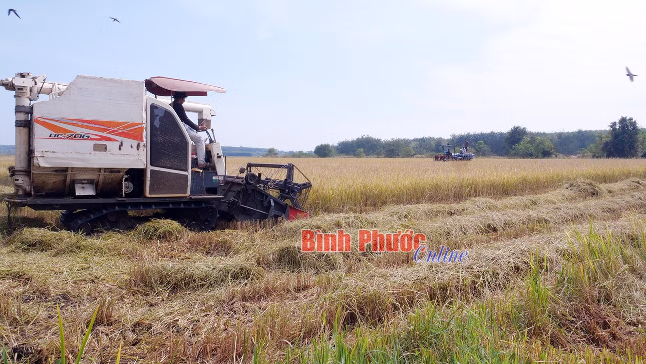 Với việc đầu tư hệ thống kênh mương nối dài từ công trình thủy lợi sau Cần Đơn giúp người dân ấp Sóc Nê, xã Tân Tiến, huyện Bù Đốp có nguồn nước dồi dào phục vụ sản xuất lúa