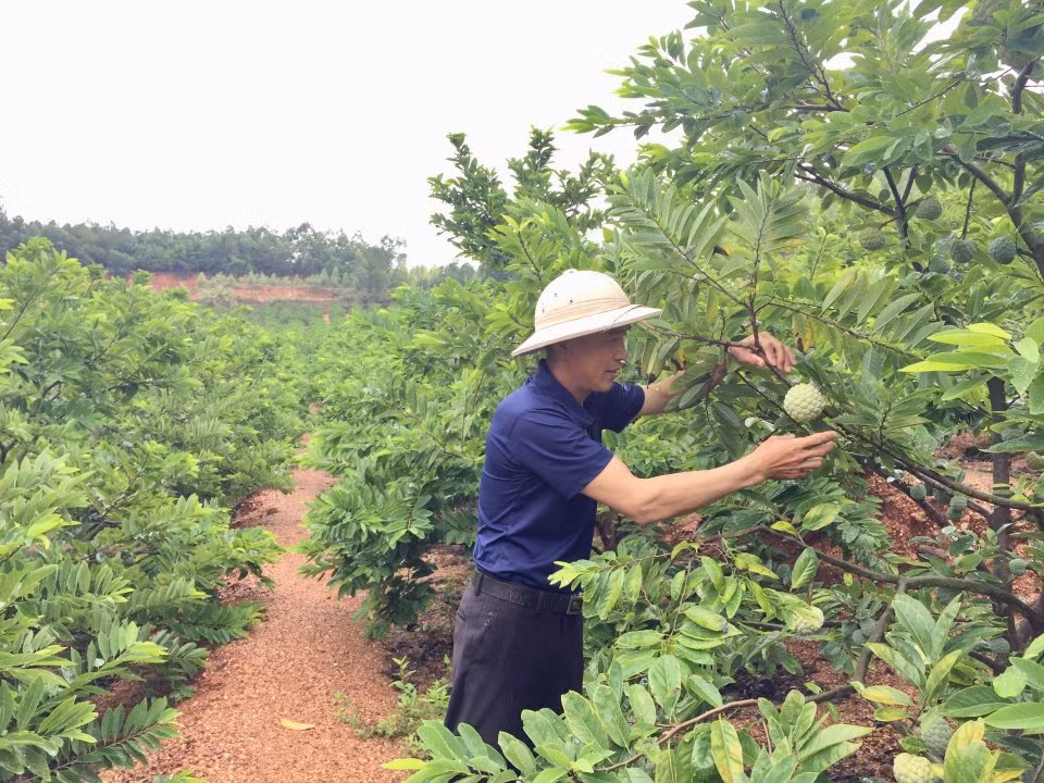Nông dân xã Việt Dân, TX Đông Triều chăm sóc bà trồng theo tiêu chuẩn VietGAP.