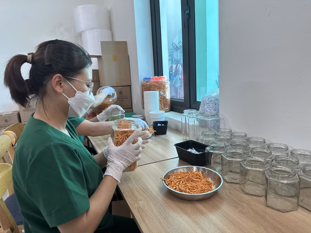 Nhân viên Công ty TNHH Thương mại và sản xuất Phương Thùy đóng gói sản phẩm nấm đông trùng hạ thảo sấy khô.