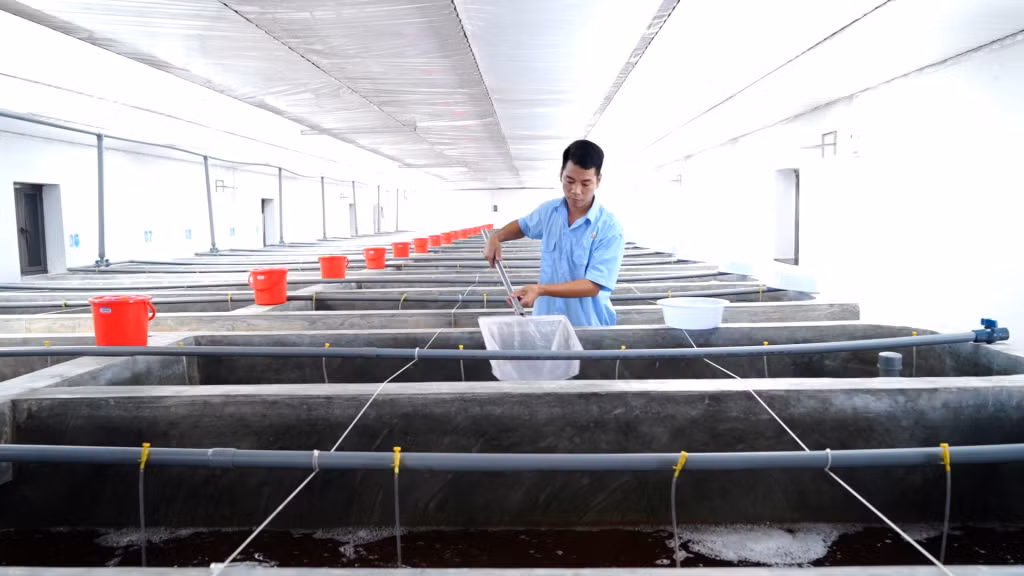 Mỗi năm Công ty Việt Úc Quảng Ninh sản xuất khoảng 1,5 tỷ con tôm giống.