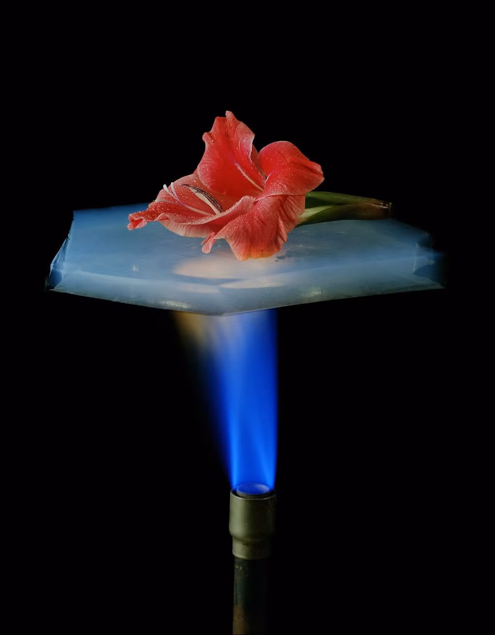 Aerogel có đặc tính cách nhiệt rất tốt. Hình ảnh cho thấy vật liệu này có thể ngăn cách bông hoa phía trên và ngọn lửa từ đèn đốt bên dưới mà không khiến bông hoa bị cháy (Ảnh: Livescience).