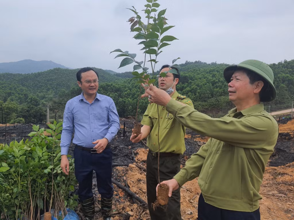 Bí thư Huyện uỷ Ba Chẽ Vũ Thành Long (bên phải) kiểm tra cây lát giống trước khi được người dân trồng. (Ảnh: Trung tâm TT-VH Ba Chẽ)