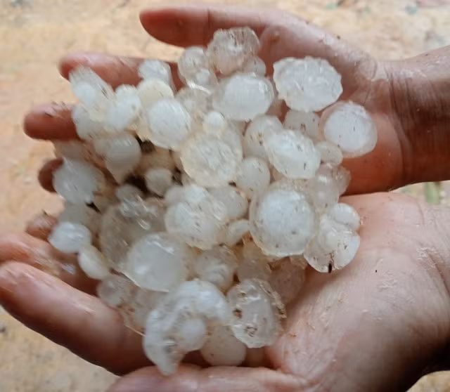 Mưa đá có kích thước khá lớn.