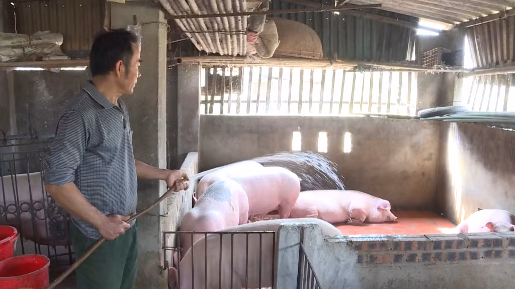 Các hộ chăn nuôi tăng cường vệ sinh chuồng trại. 