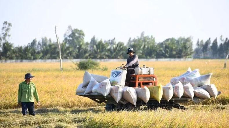 Tại Kiên Giang, năng suất lúa đạt 8-9 tấn/ha.