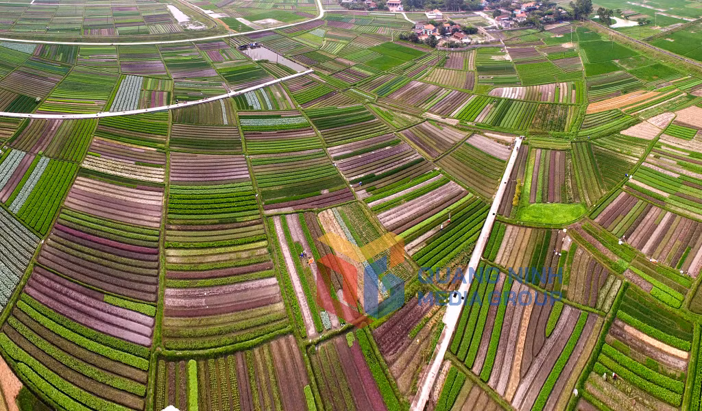 Về chợ (1-2022). Ảnh: Dương Phượng Đại