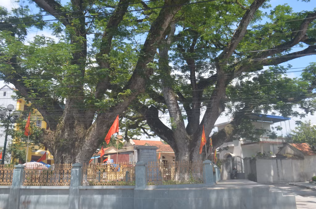 Hai cây lim Giếng Rừng.