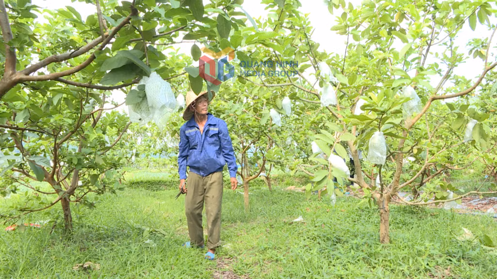 Trồng ổi theo quy trình VietGAP tại xã Sơn Dương (TP Hạ Long) giúp nâng cao thu nhập cho nông dân.
