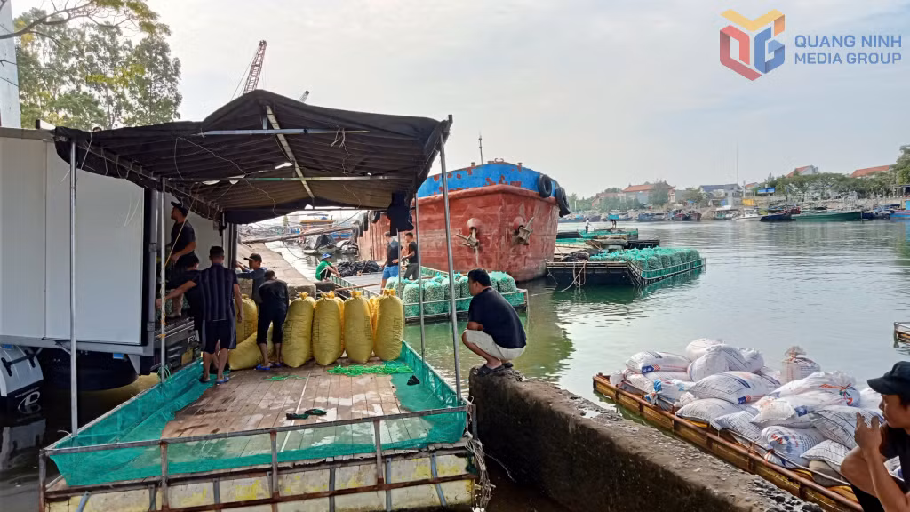 Thu mua ngao, nghêu tại khu vực gầm cầu Hà Cối, huyện Hải Hà.