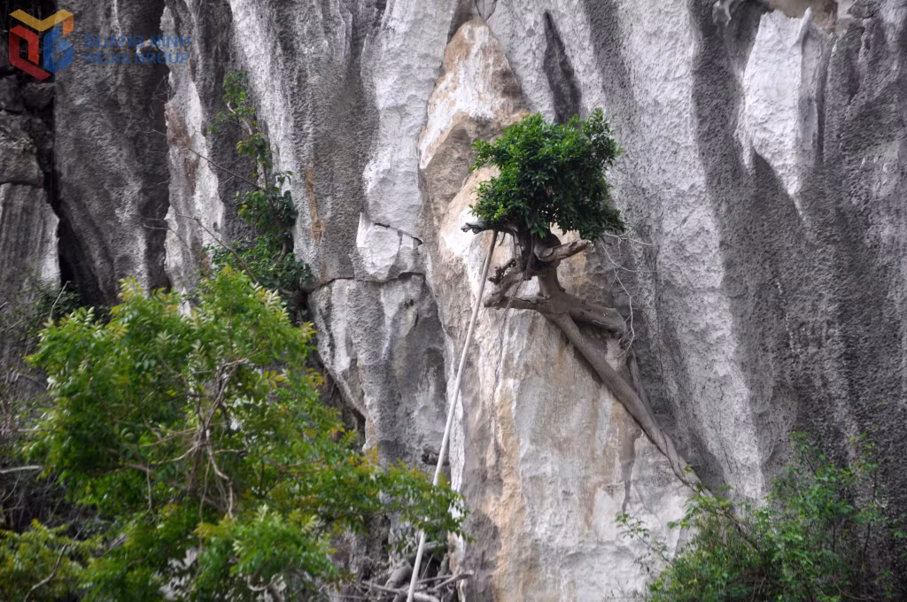 Một gốc cây bám mình vào vách đá núi Bài Thơ với dáng thế độc đáo.