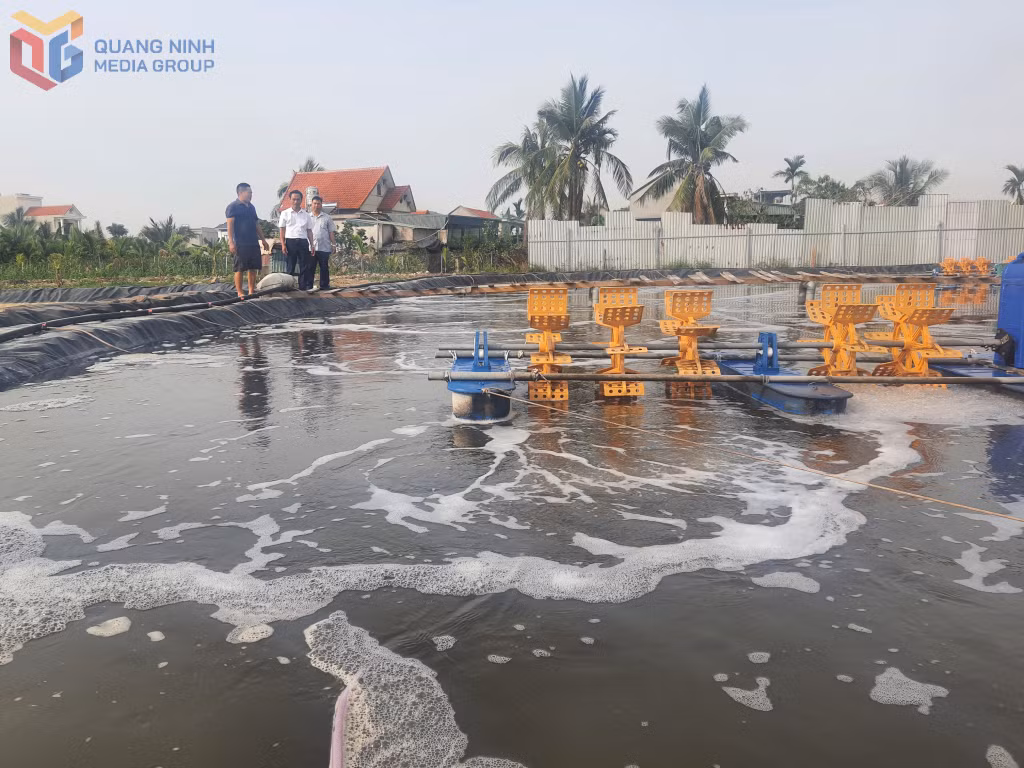 Ao nuôi tôm thẻ chân trắng của Vũ Ngọc Tuân, thôn 8, xã Sông Khoai, TX Quảng Yên.