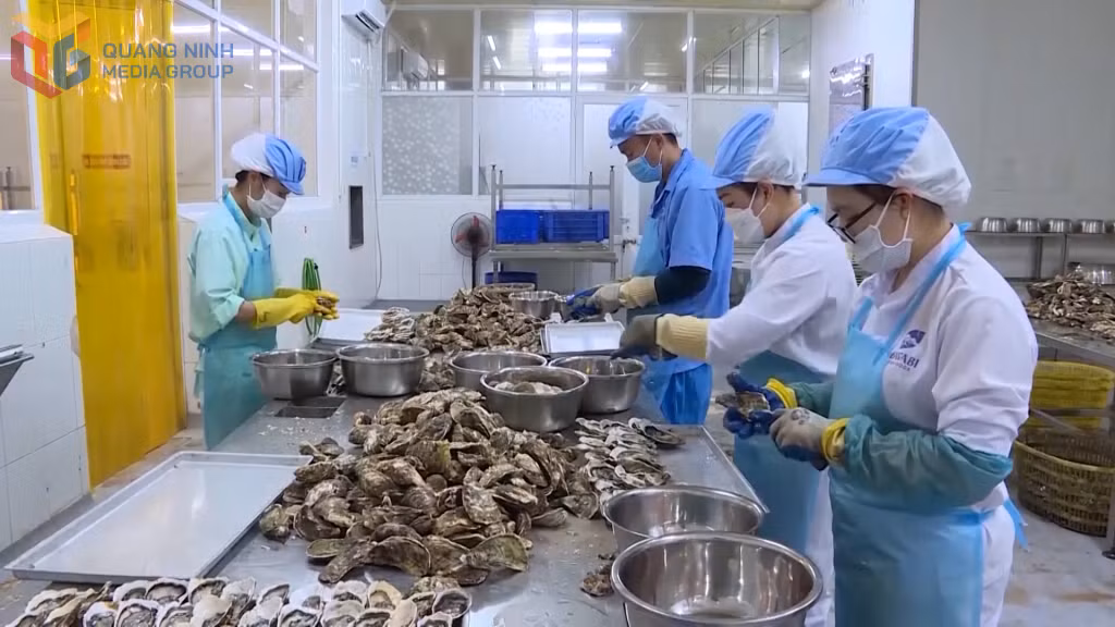 Sơ chế hàu tại Công ty TNHH Sản xuất và Thương mại Thủy sản Quảng Ninh (Bavabi), huyện Vân Đồn.