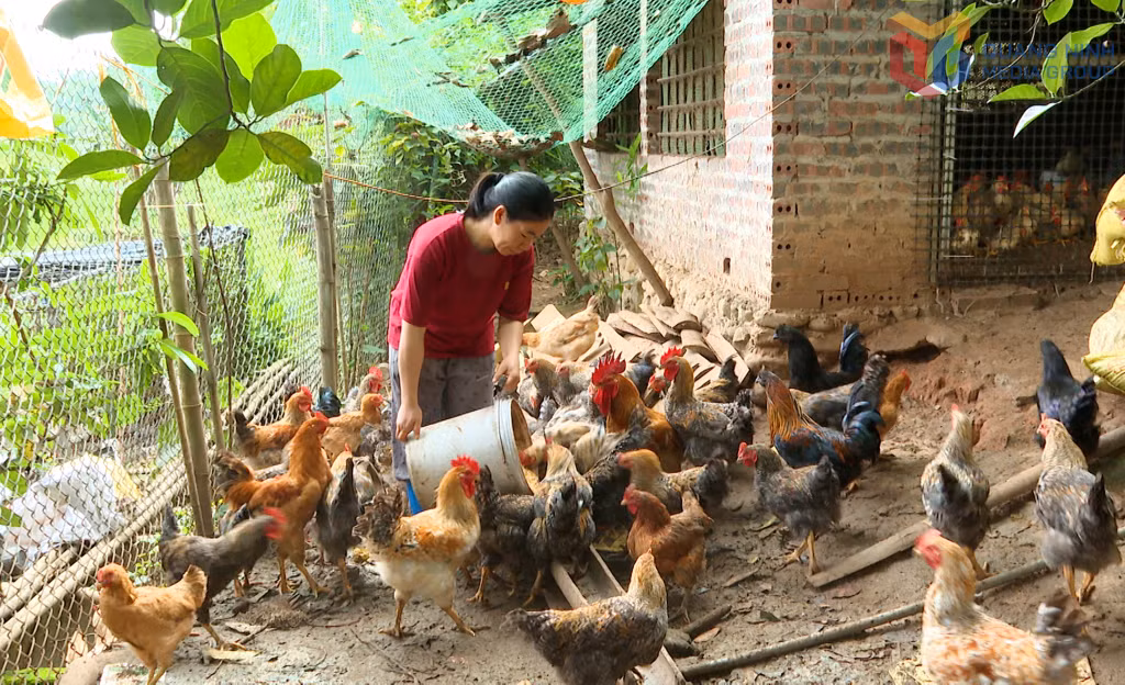 Chi Lô Thị Hoài, Bí thư Chi bộ, Trưởng thôn Đồng Cậm (xã Hoành Mô, huyện Bình Liêu) chăm sóc đàn gà của gia đình.