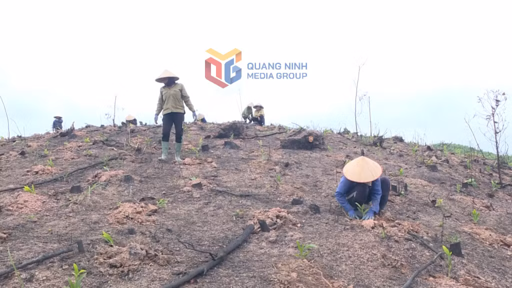 Tranh thủ thời tiết thuận lợi, có mưa, người dân và doanh nghiệp trên địa bàn tỉnh tích cực trồng rừng.