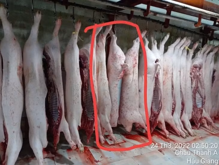 Hình ảnh heo có dấu hiệu bất thường ông N. đăng trên trang cá nhân - Ảnh: Nhân vật cung cấp