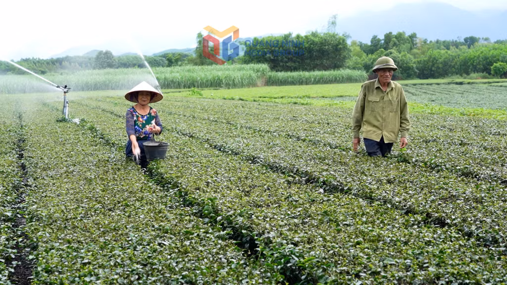 Mô hình trồng chè theo tiêu chuẩn VietGAP của gia đình ông Bùi Văn Cử (thôn 6, xã Quảng Thịnh, huyện Hải Hà, nay là xã Quảng Đức) cho thu nhập cao, góp phần xây dựng NTM địa phương.