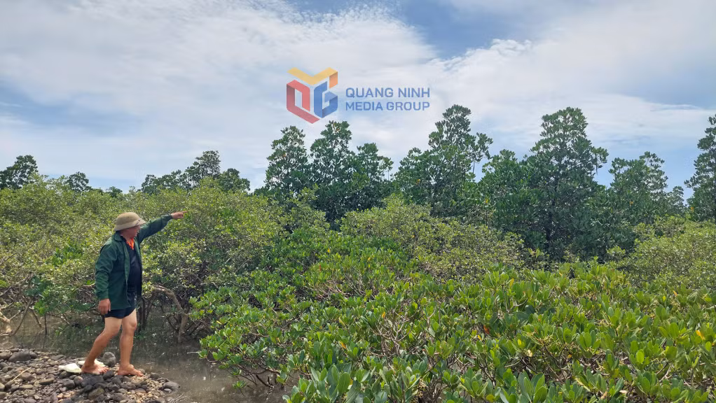 Dọc theo đê Quảng Minh có hàng chục ha RNM được trồng cách đây hơn chục năm đang phát triển tốt.