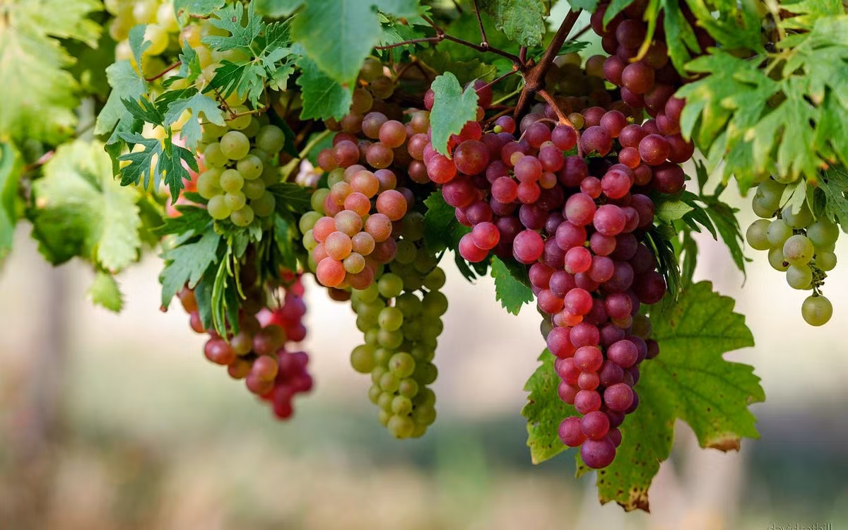 Resveratrol trong nho giúp bảo vệ làn da khỏi tác hại của tia UV...