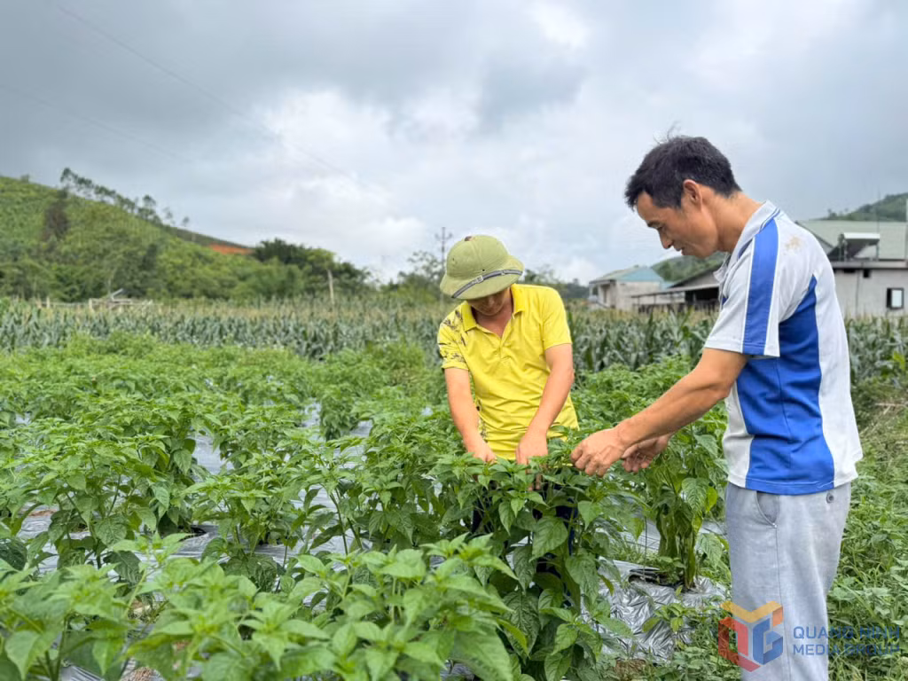 Nông dân xã Đại Dực (huyện Tiên Yên) phát triển sản phẩm ớt chào mào thành sản phẩm OCOP 3 sao.