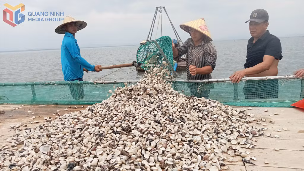 Công nhân HTX Nuôi trồng thủy sản Thành Vân đánh ngao thả nuôi tại khu vực Ba Chạc - vùng biển giáp ranh giữa TP Móng Cái và huyện Hải Hà.