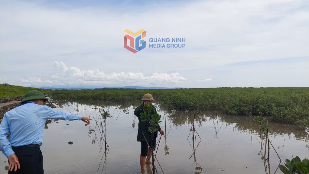 Người dân thôn 9, xã Quảng Phong trồng bổ sung vào RNM tự nhiên.