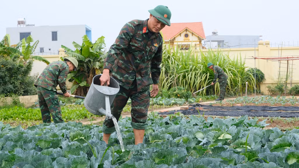 Vườn rau xanh của Ban CHQS TX Quảng Yên.