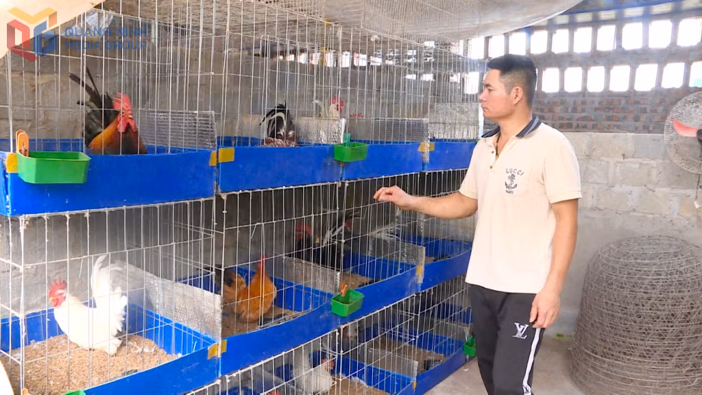 Anh Vũ Văn Tuấn (thôn 9, xã Quảng Chính, huyện Hải Hà) chăm sóc đàn gà tre của gia đình.